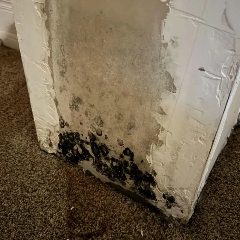 Professional Mold Removal in Jackson, KY